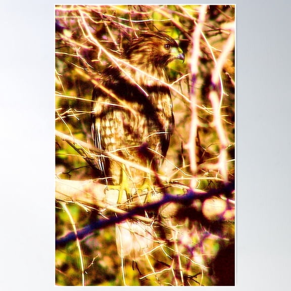 Hawk Poster Wall Art, Modern Wall Decor For Living Room Bedroom, 16x24 UNFRAMED