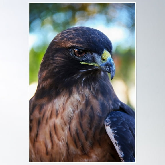 Hawk Poster Wall Art, Modern Wall Decor For Living Room Bedroom, 8x12 UNFRAMED