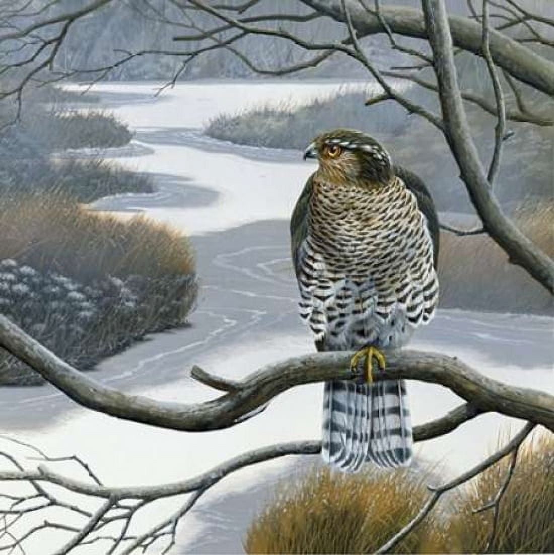 Hawk in tree Canvas Art - Jan Weenink (24 x 24)
