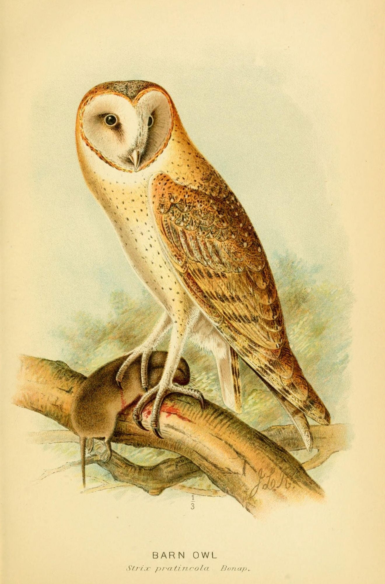 Hawks & Owls of the US 1893 Barn Owl Canvas Art - JL Ridgway (18 x 24)
