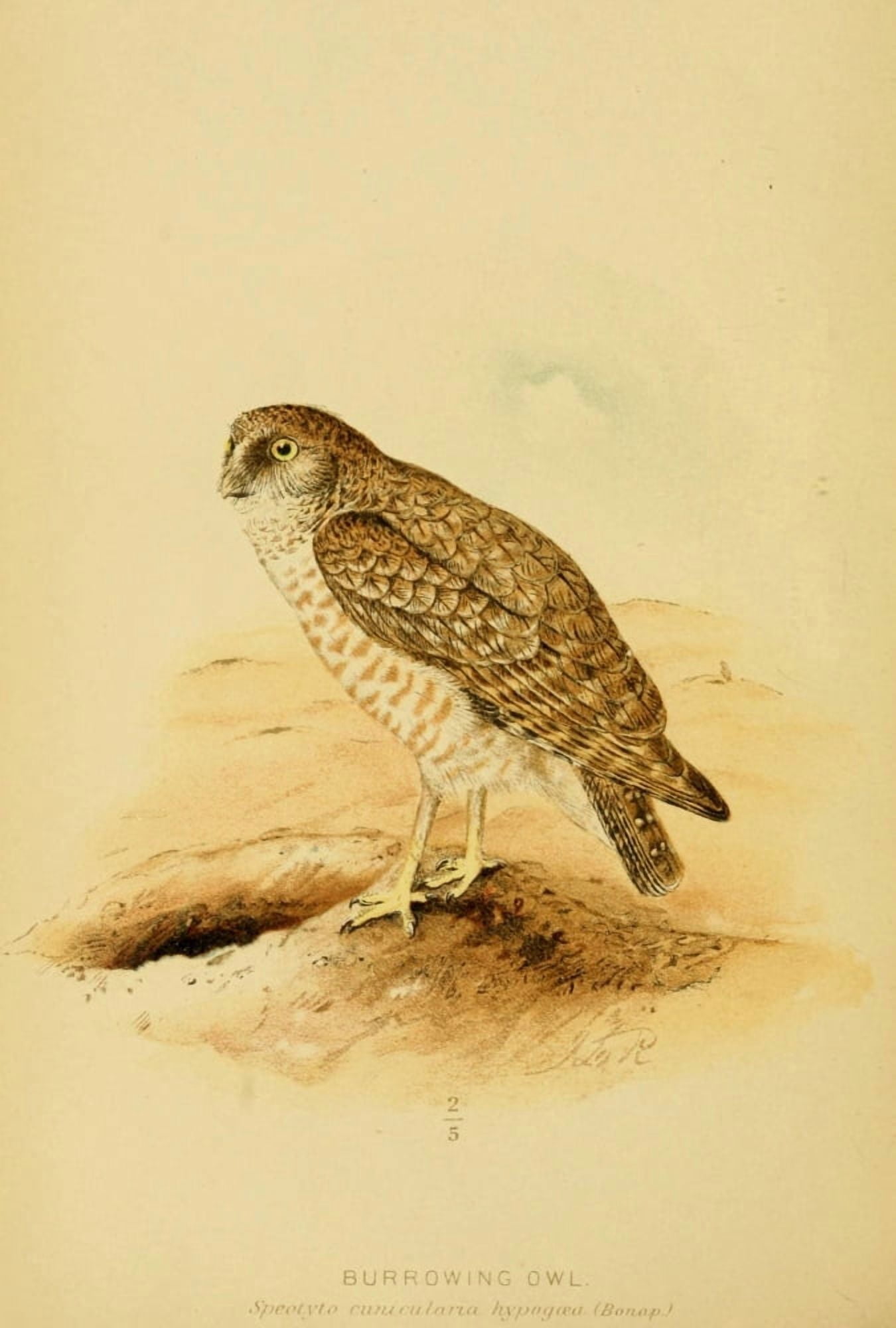 Hawks & Owls of the US 1893 Burrowing Owl Canvas Art - JL Ridgway (24 x 36)