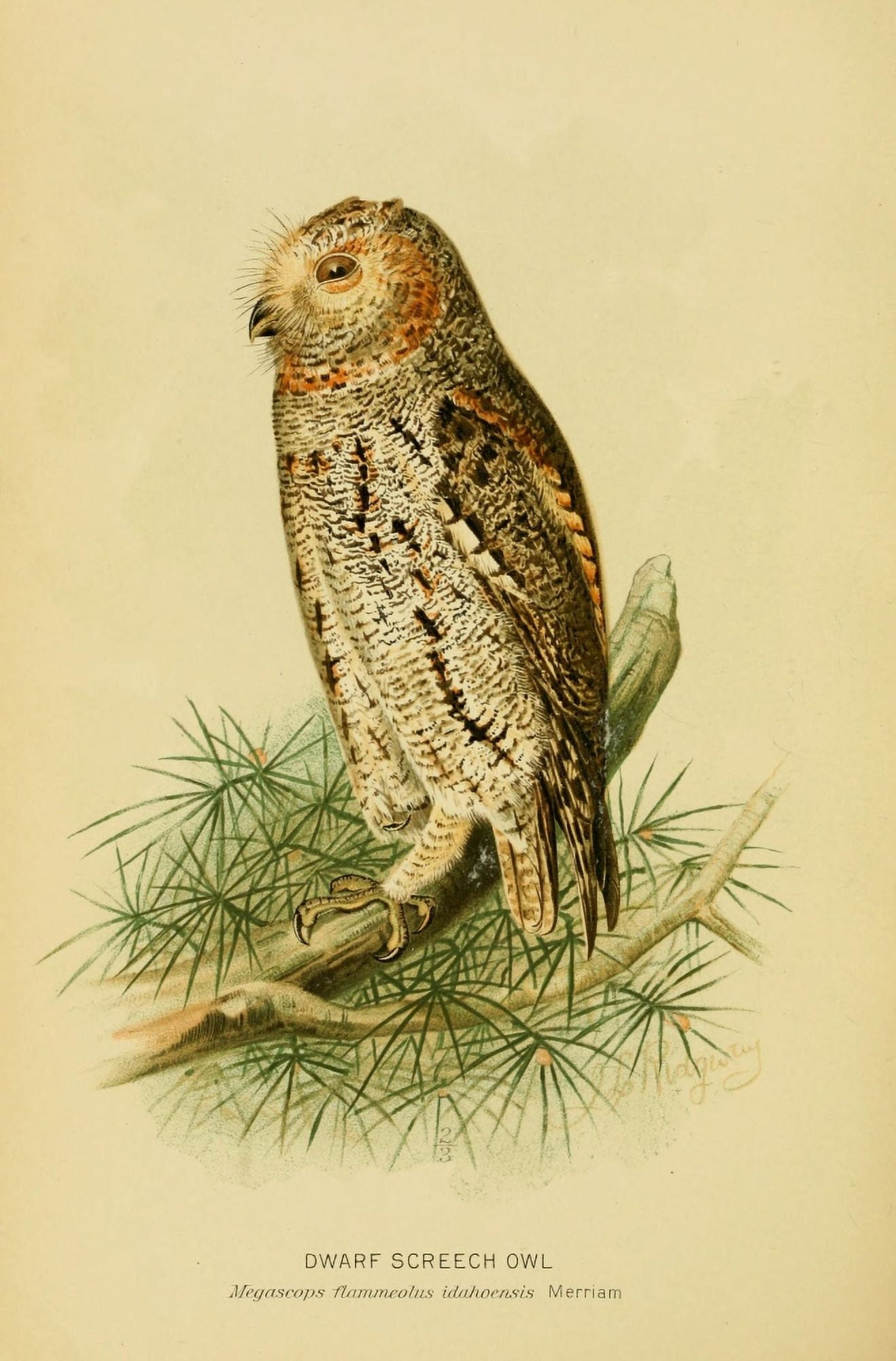 Hawks & Owls of the US 1893 Dwarf Screech Owl Canvas Art - JL Ridgway (18 x 24)
