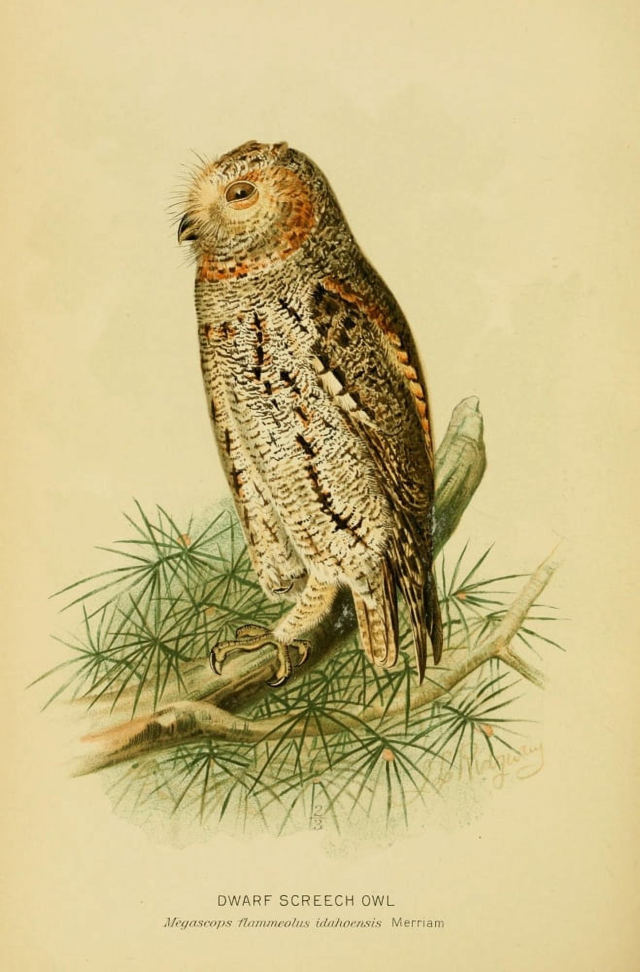Hawks & Owls of the US 1893 Dwarf Screech Owl Canvas Art - JL Ridgway (24 x 36)