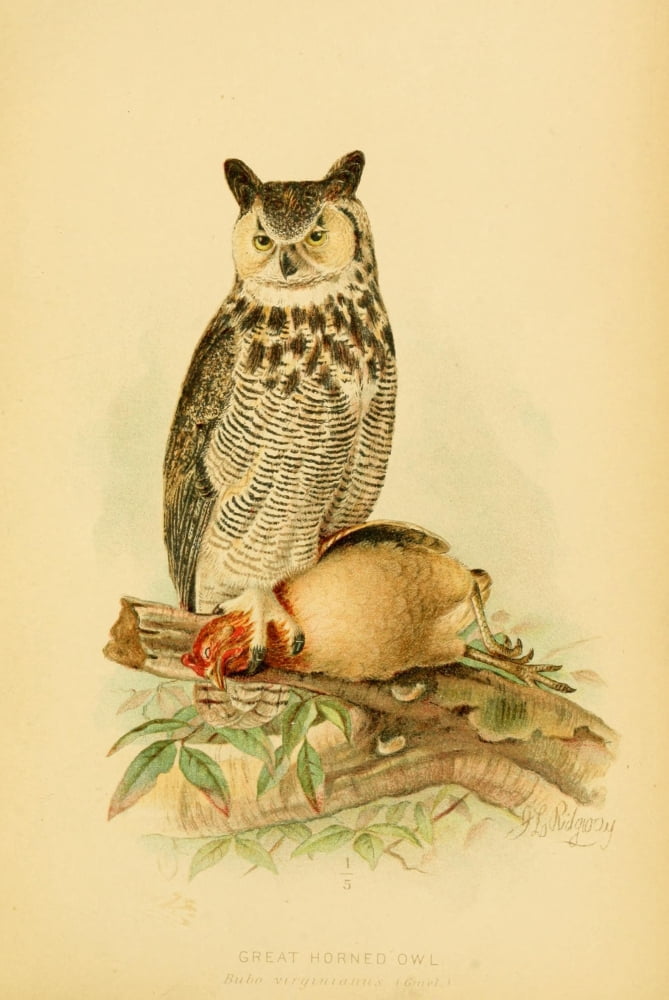 Hawks & Owls of the US 1893 Great Horned Owl Canvas Art - JL Ridgway (24 x 36)