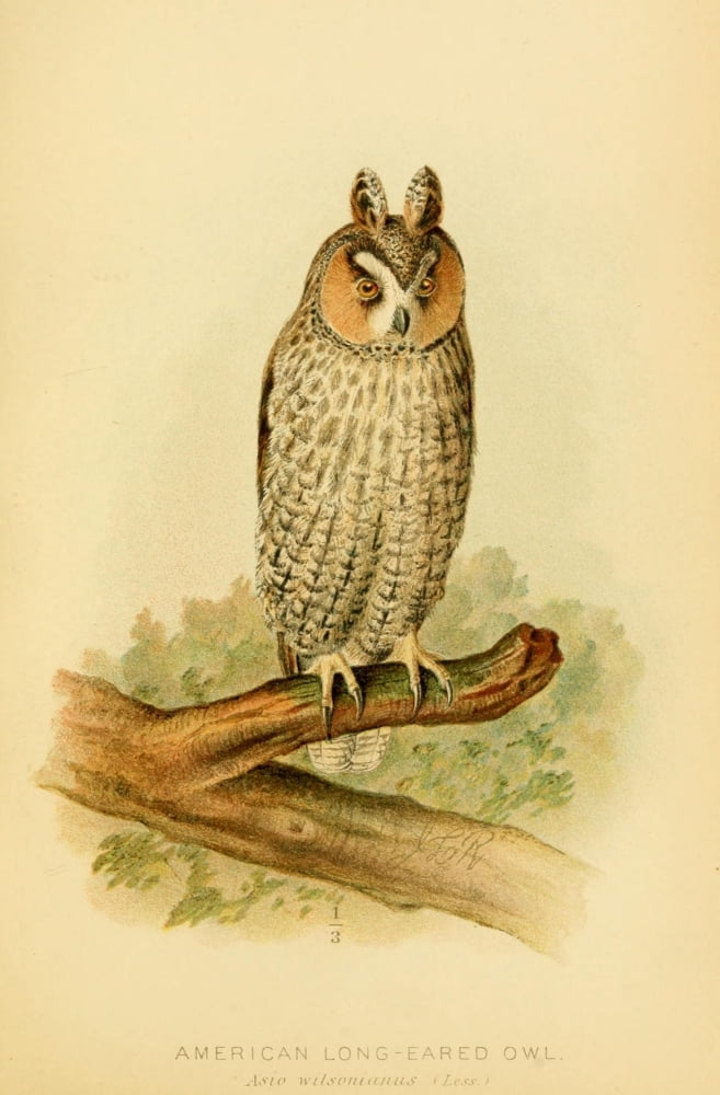 Hawks & Owls of the US 1893 Long-eared Owl Canvas Art - JL Ridgway (18 x 24)
