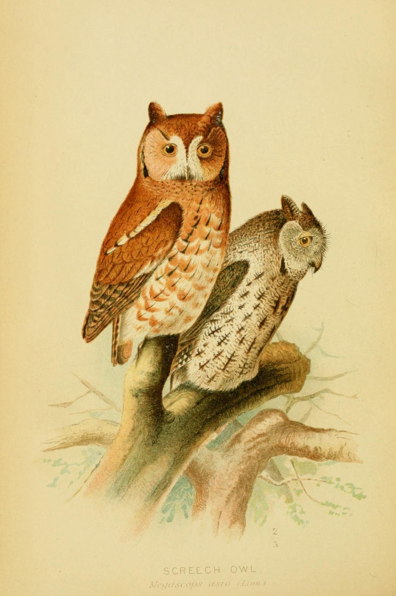 Hawks & Owls of the US 1893 Screech Owl Canvas Art - JL Ridgway (24 x 36)