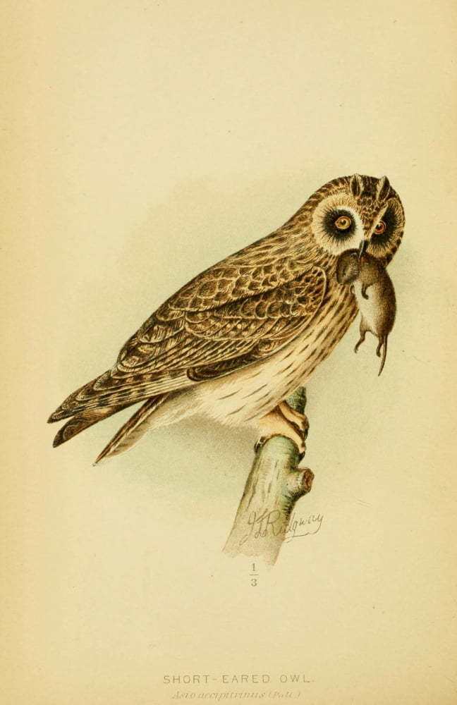 Hawks & Owls of the US 1893 Short-eared Owl Canvas Art - JL Ridgway (24 x 36)