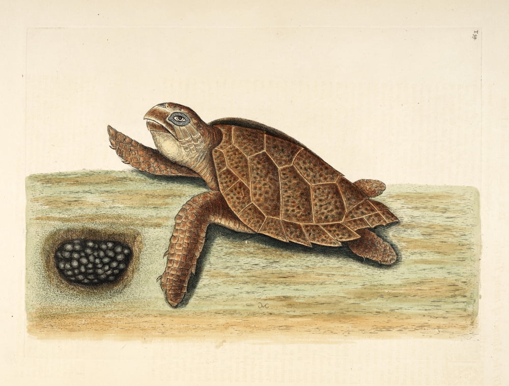 Hawks-bill Turtle Canvas Art - Mark Catesby (24 x 36)