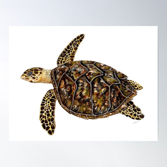 Hawksbill Sea Turtle (Eretmochelys Imbricata) Poster Wall Art, Modern Wall Decor For Living Room Bedroom, 8x12 UNFRAMED