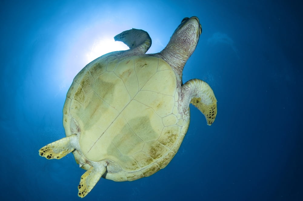 Hawksbill Sea Turtle belly Australia Canvas Art - Todd WinnerStocktrek Images (18 x 12)