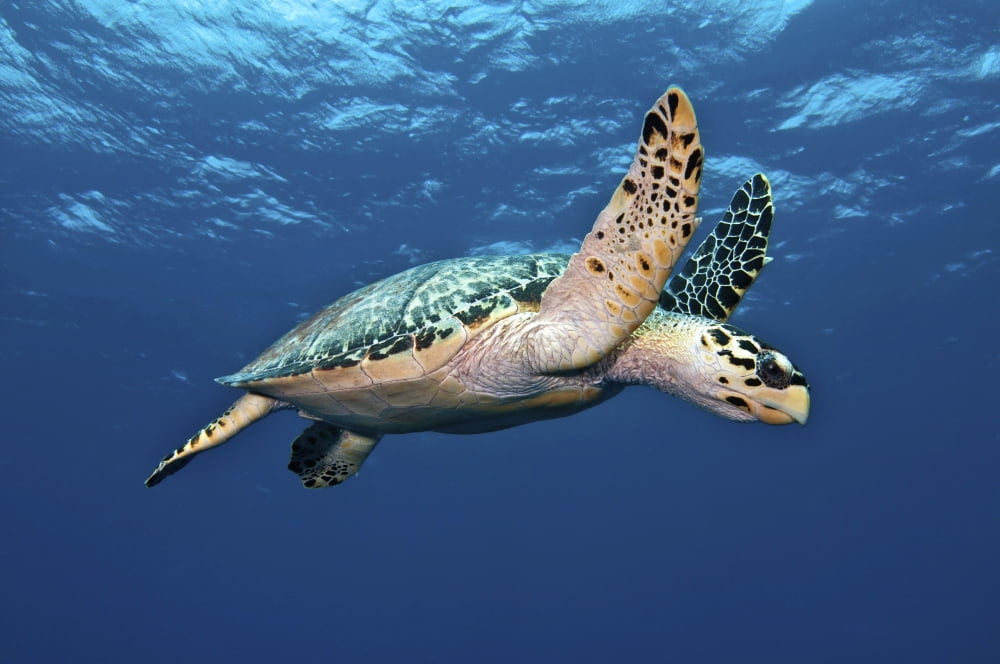 Hawksbill Sea Turtle in mid-water in the Caribbean Sea Canvas Art - Karen DoodyStocktrek Images (18 x 12)