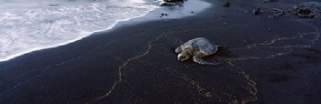Hawksbill Turtle (Eretmochelys Imbricata) on the beach Punaluu Beach Hawaii USA Canvas Art - Panoramic Images (18 x 6)
