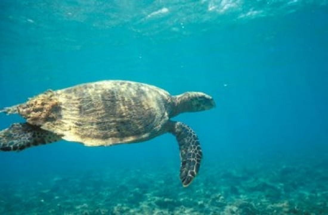 Hawksbill Turtle Mayotte Island Comoros Africa Canvas Art - Pete Oxford DanitaDelimont (24 x 15)