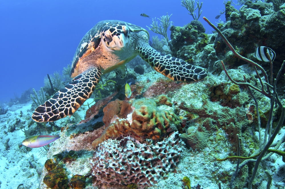 Hawksbill Turtle feeding on sponge Caribbean Sea Mexico Canvas Art - Karen DoodyStocktrek Images (35 x 23)