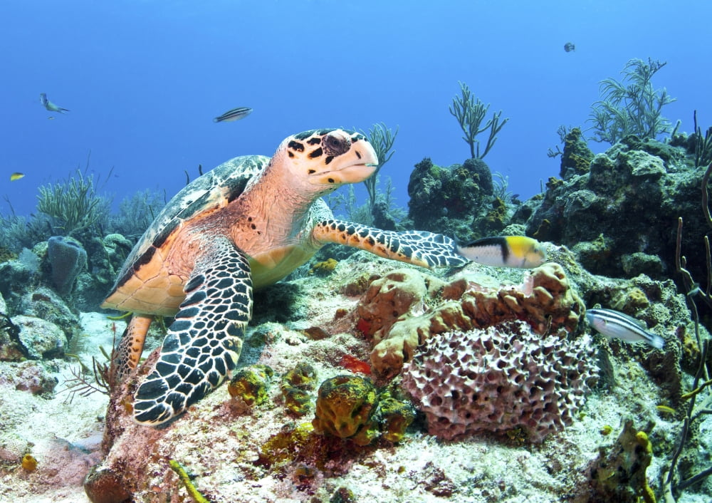 Hawksbill Turtle feeding on sponge in Caribbean Sea Mexico Canvas Art - Karen DoodyStocktrek Images (17 x 12)