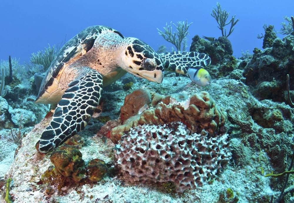 Hawksbill Turtle feeding on sponge in Caribbean Sea Mexico Canvas Art - Karen DoodyStocktrek Images (17 x 12)