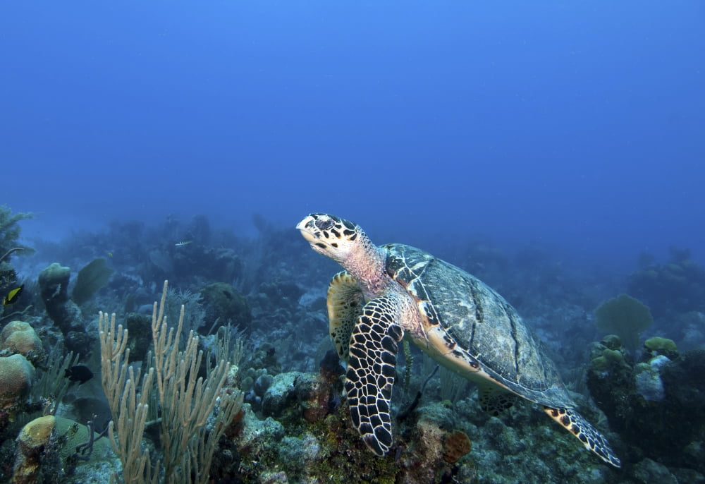Hawksbill Turtle on caribbean reef Canvas Art - Karen DoodyStocktrek Images (34 x 24)
