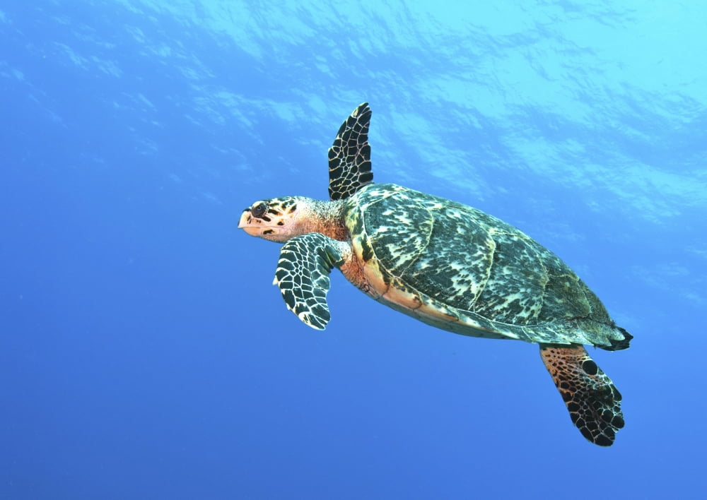 Hawksbill Turtle swimming in midwater in Caribbean Sea Mexico Canvas Art - Karen DoodyStocktrek Images (17 x 12)