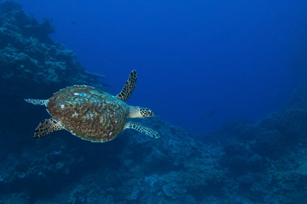 Hawksbill sea turtle Kimbe Bay Papua New Guinea Canvas Art - Steve JonesStocktrek Images (18 x 12)