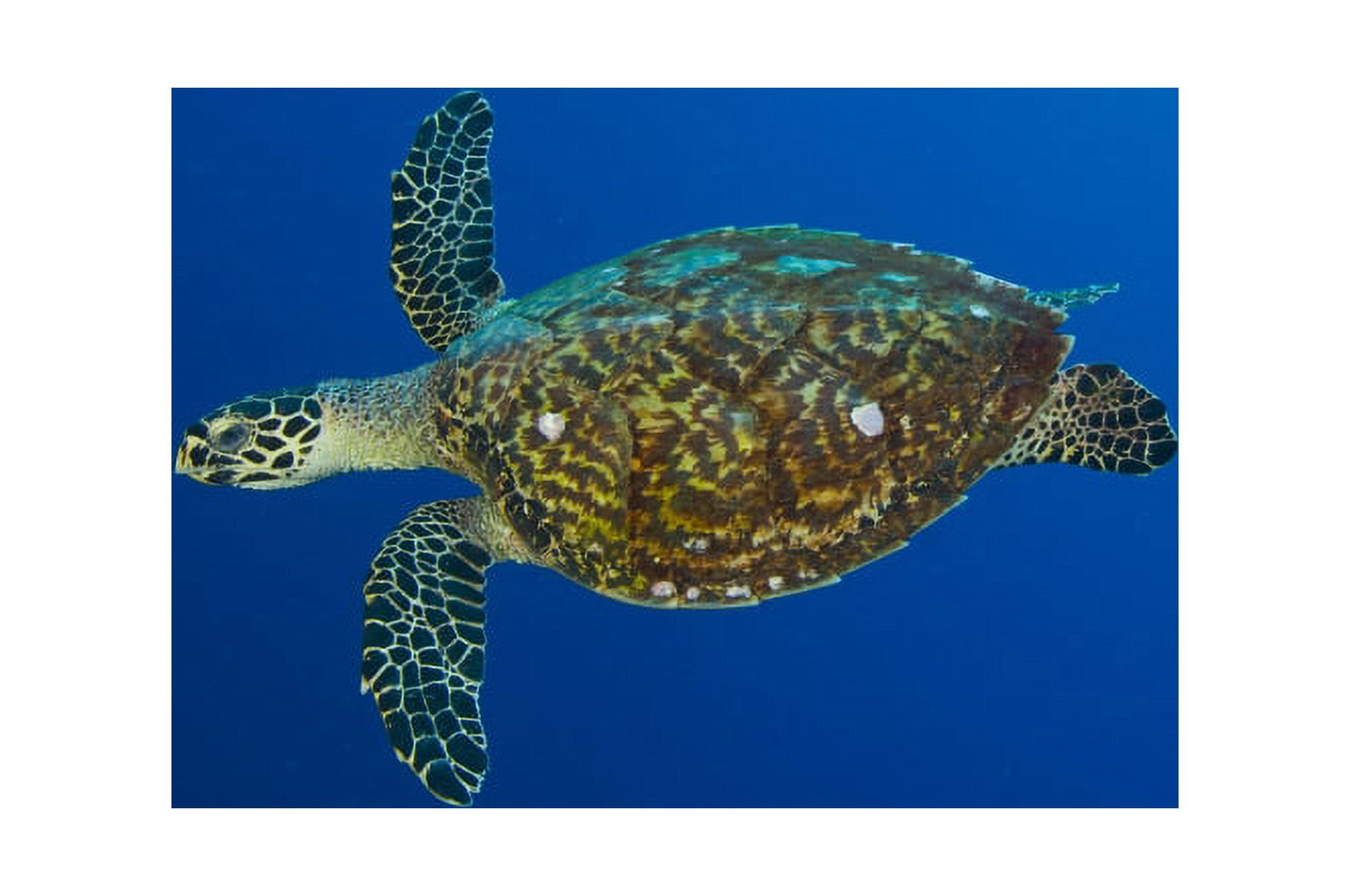 Hawksbill sea turtle Kimbe Bay Papua New Guinea Canvas Art - Steve JonesStocktrek Images (18 x 12)