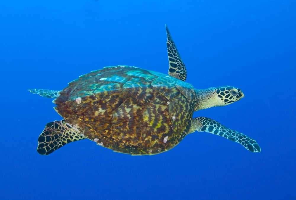 Hawksbill sea turtle Kimbe Bay Papua New Guinea Canvas Art - Steve JonesStocktrek Images (18 x 12)