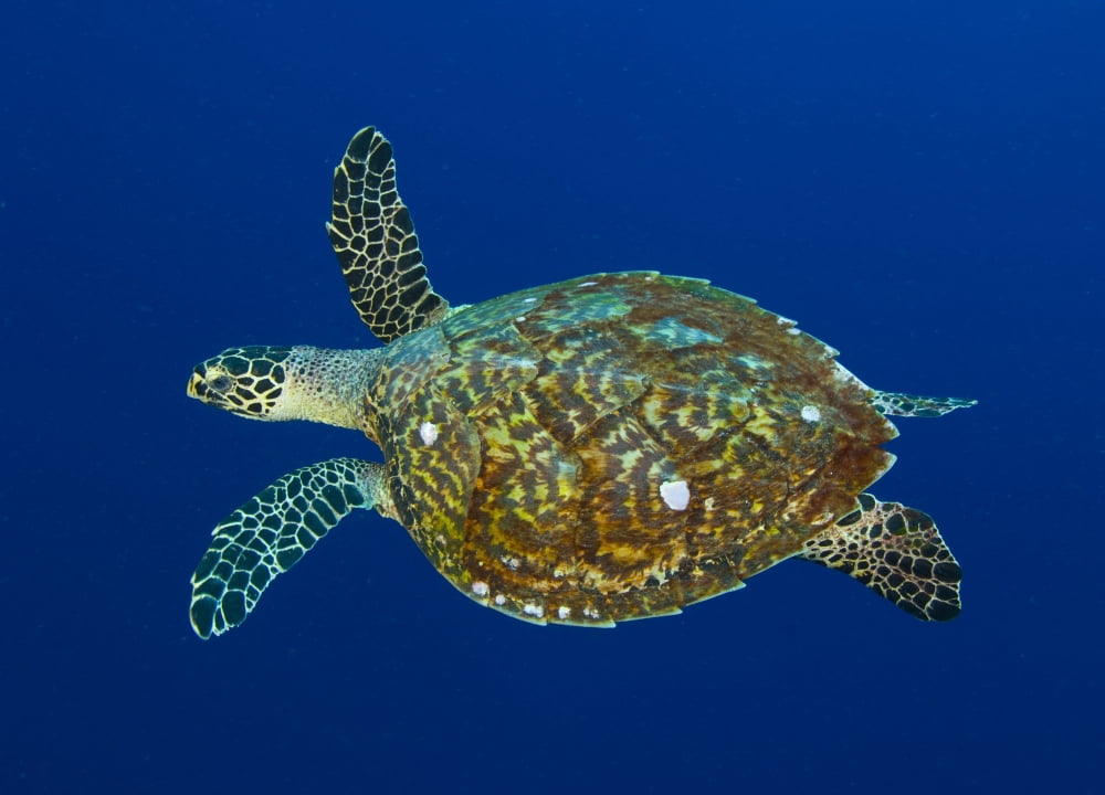 Hawksbill sea turtle Kimbe Bay Papua New Guinea Canvas Art - Steve JonesStocktrek Images (33 x 24)