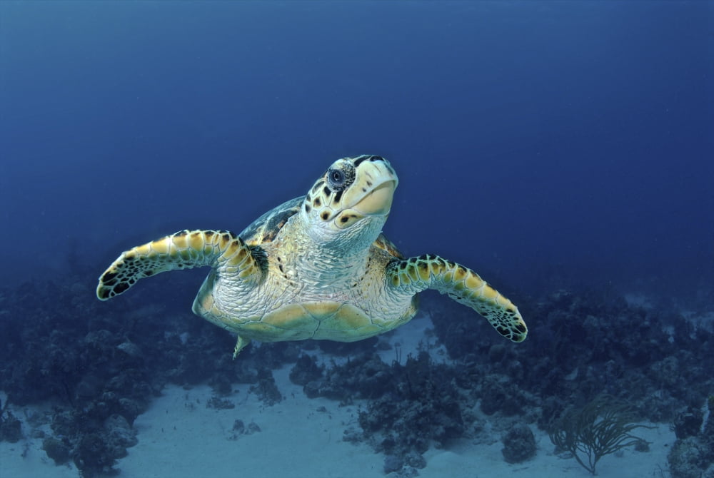 Hawksbill sea turtle Nassau The Bahamas Canvas Art - Amanda NichollsStocktrek Images (35 x 24)