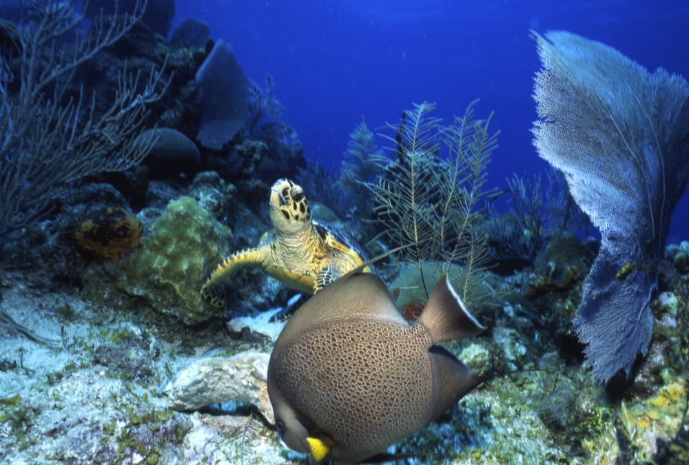 Hawksbill sea turtle and French Angelfish Cayman Islands Canvas Art - Beverly FactorStocktrek Images (17 x 12)