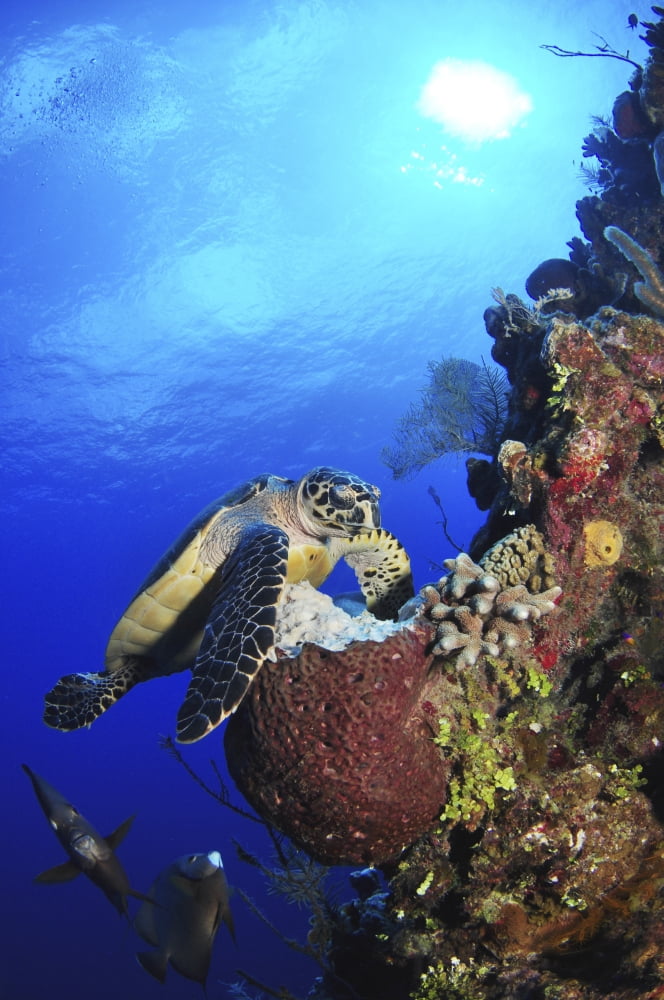 Hawksbill sea turtle and gray angelfish by coral reef Canvas Art - Amanda NichollsStocktrek Images (23 x 34)
