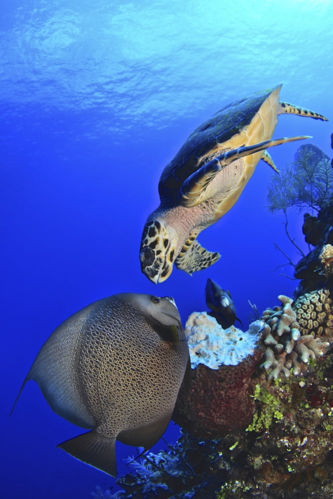 Hawksbill sea turtle and gray angelfish share a special moment Canvas Art - Amanda NichollsStocktrek Images (12 x 17)