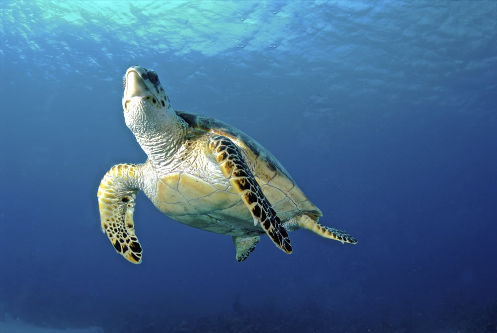 Hawksbill sea turtle ascending Nassau The Bahamas Canvas Art - Amanda NichollsStocktrek Images (35 x 24)