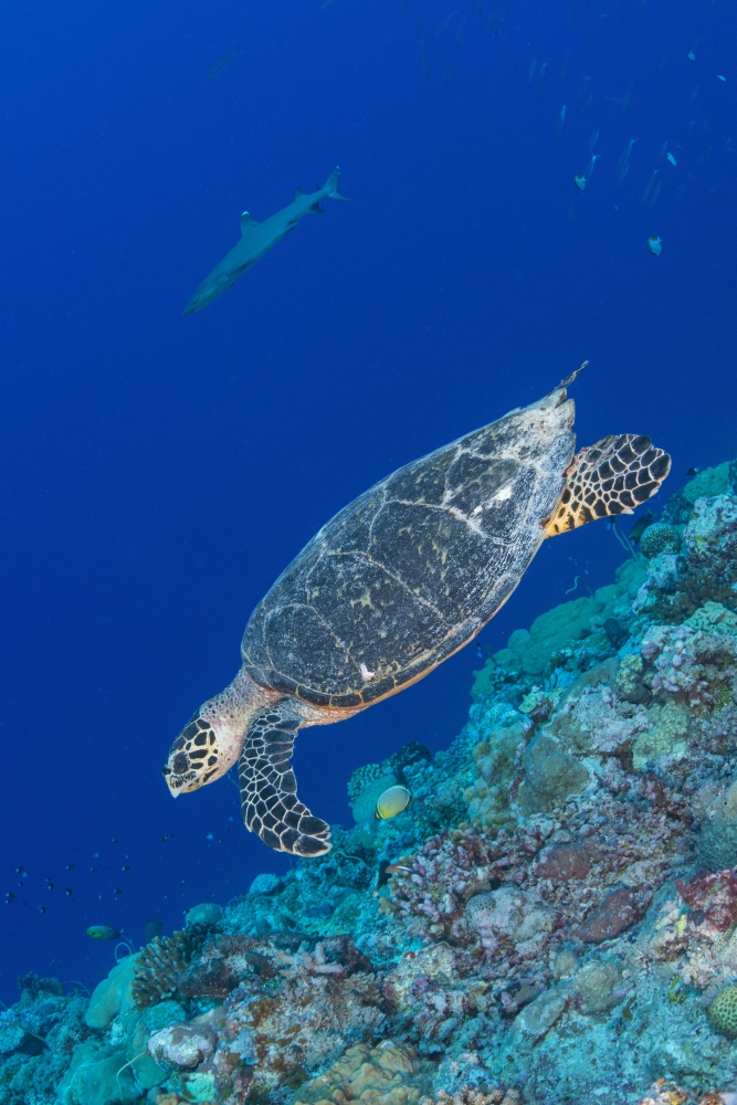 Hawksbill sea turtle at the edge of a wall with sharks Canvas Art - Mathieu MeurStocktrek Images (12 x 17)
