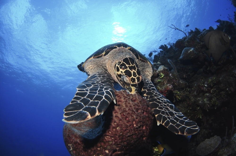 Hawksbill sea turtle eating Castle Wall Grand Cayman Canvas Art - Amanda NichollsStocktrek Images (17 x 12)