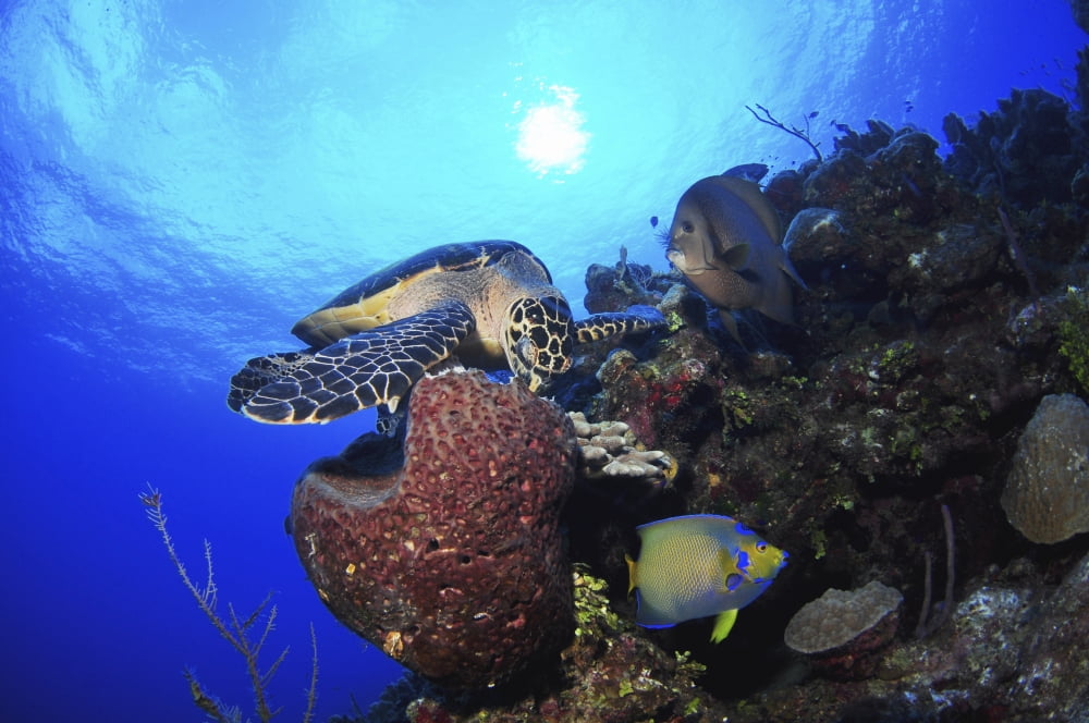 Hawksbill sea turtle eating Castle Wall Grand Cayman Canvas Art - Amanda NichollsStocktrek Images (34 x 23)