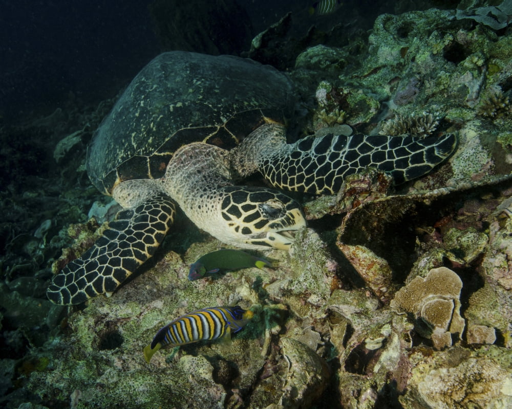 Hawksbill sea turtle feeding Bunaken Marine Park Indonesia Canvas Art - Brent BarnesStocktrek Images (16 x 13)
