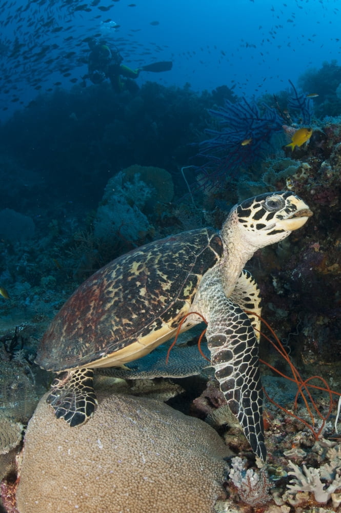 Hawksbill sea turtle on a reef with diver in the background Canvas Art - Steve JonesStocktrek Images (12 x 18)