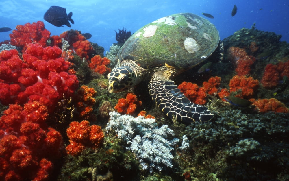 Hawksbill sea turtle swimming over coral reef Malaysia Canvas Art - Beverly FactorStocktrek Images (18 x 11)