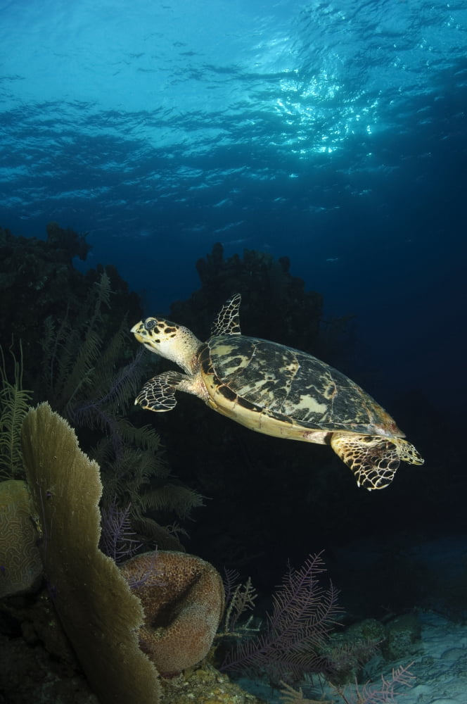 Hawksbill sea turtle swimming over reef Belize Canvas Art - Todd WinnerStocktrek Images (12 x 18)