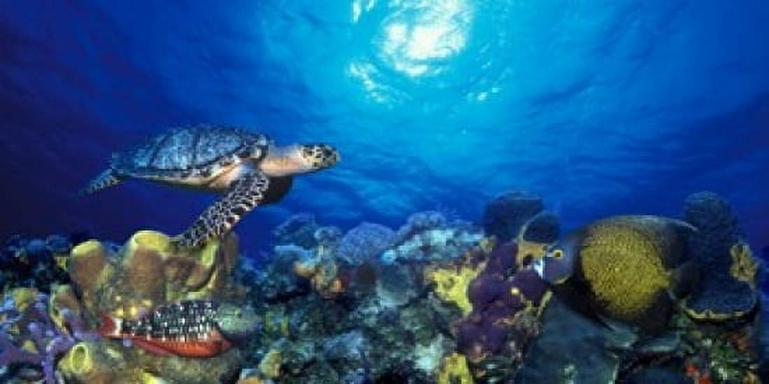 Hawksbill turtle (Eretmochelys Imbricata) and French angelfish (Pomacanthus paru) with Stoplight Parrotfish (Sparisoma viride) Canvas Art - Panoramic Images (24 x 12)