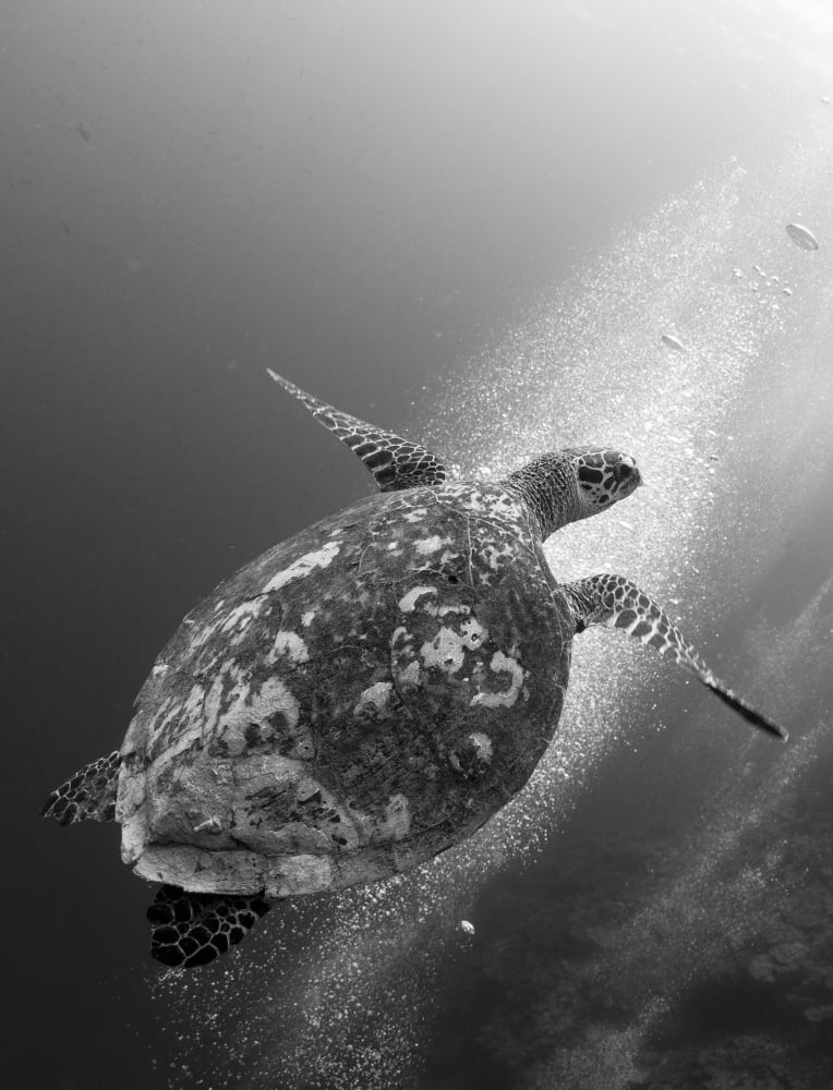 Hawksbill turtle ascending against a colony of bubbles Canvas Art - Steve JonesStocktrek Images (25 x 33)