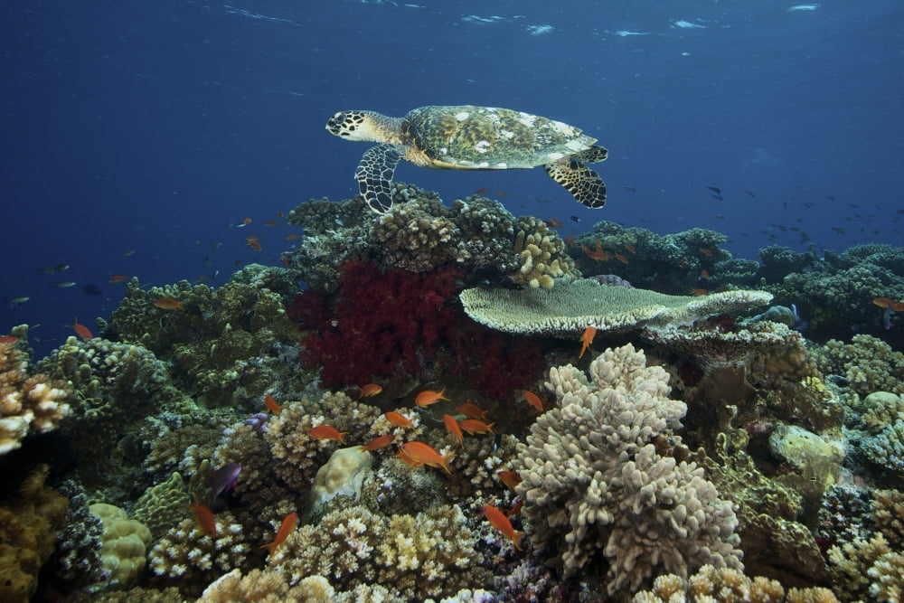 Hawksbill turtle glides over the pristine reefs in Fiji Canvas Art - Terry MooreStocktrek Images (18 x 12)