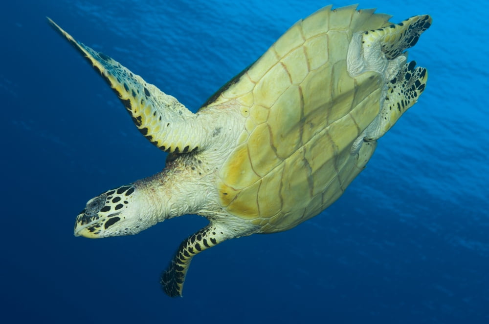 Hawksbill turtle in the diving position Papua New Guinea Canvas Art - Steve JonesStocktrek Images (35 x 23)