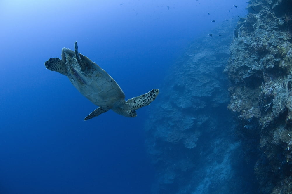 Hawksbill turtle in the diving position Papua New Guinea Canvas Art - Steve JonesStocktrek Images (35 x 23)