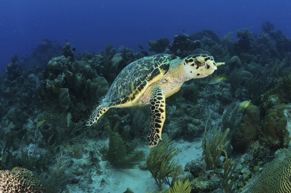 Hawksbill turtle on caribbean reef Canvas Art - Karen DoodyStocktrek Images (18 x 12)