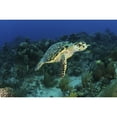thumbnail image 1 of Hawksbill turtle on caribbean reef Poster Print, 1 of 2