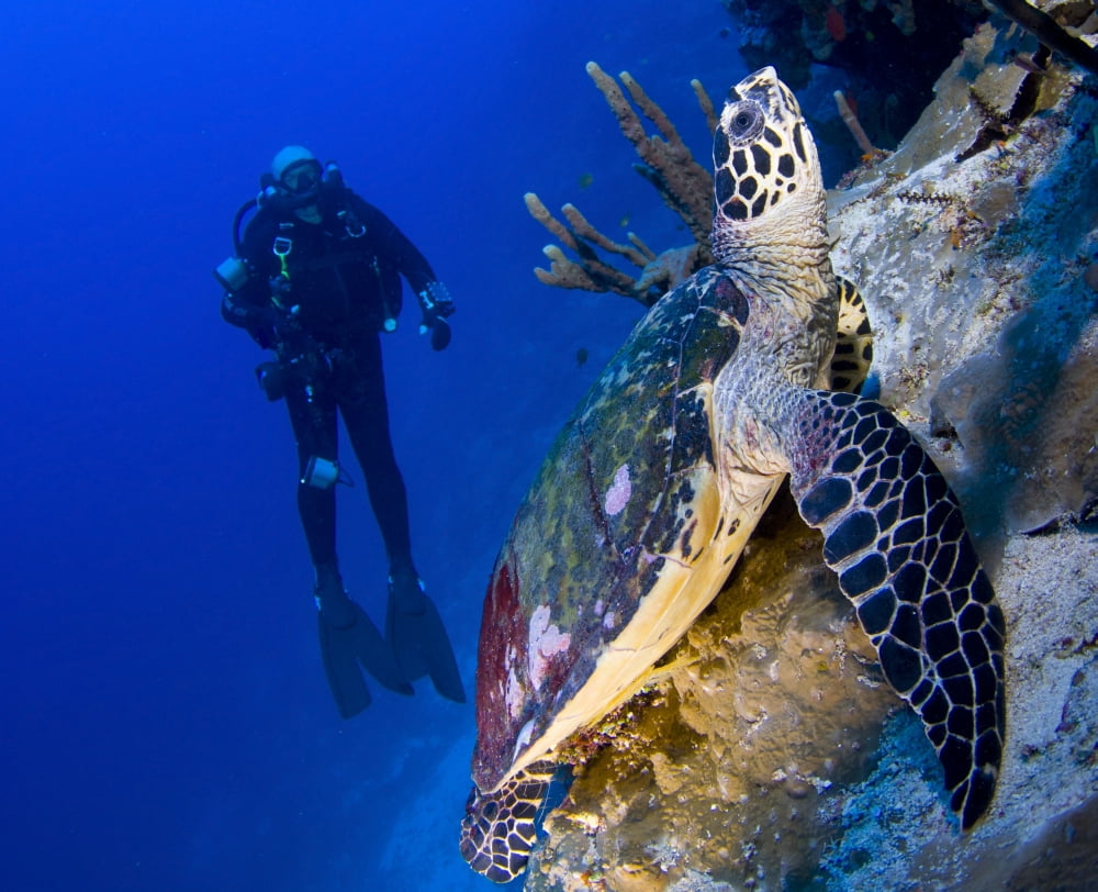 Hawksbill turtle resting on a reef outcrop Solomon Islands Canvas Art - Steve JonesStocktrek Images (16 x 13)