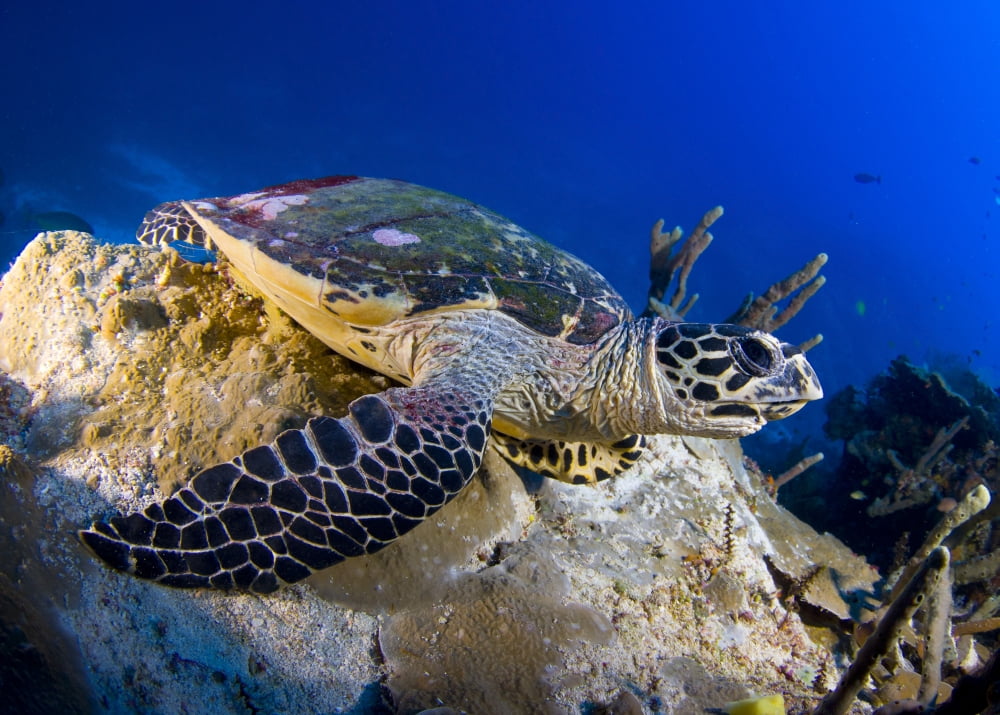 Hawksbill turtle resting on a reef outcrop Solomon Islands Canvas Art - Steve JonesStocktrek Images (17 x 12)