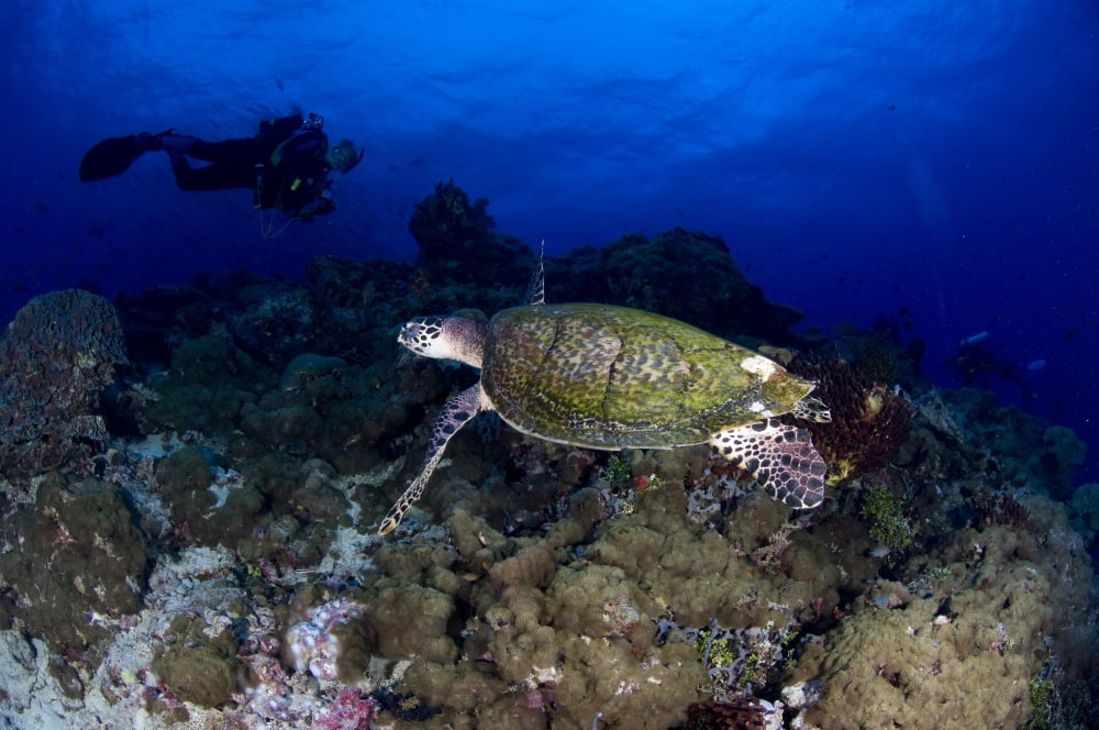 Hawksbill turtle swimming with diver Papua New Guinea Canvas Art - Steve JonesStocktrek Images (18 x 12)