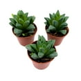 thumbnail image 1 of Haworthia African Emeralds, 2 inch Set of 3, Haworthia Retusa Tiny Mini Pixie Plants, 1 of 7