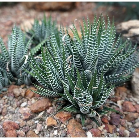 Haworthia Fasciata Zebra Succulent Live Plant in 2 Inch Pot, Easy Care Indoor Houseplant, Small Potted Cactus, Low Maintenance Desk Plant for Home Office Decor